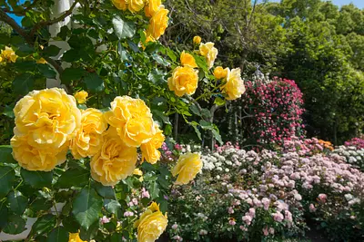 名花之裡（Nabananosato）「玫瑰節」 高貴的玫瑰盛開！ （春天秋天）