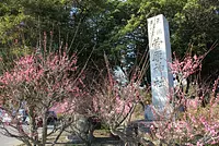 菅原神社の梅