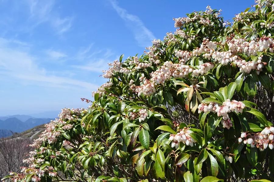 Monte Gozaisho Asebi [Flores]