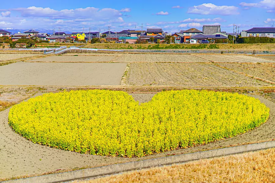 Campo de flores de colza (Hisai Momoen)