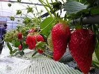 세일류 딸기 정원