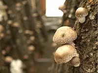 Mushroom land_1