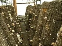 キノコランド_２