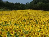 Famous sunflower spots