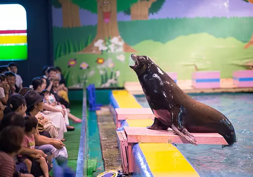 [Un choc sans sensation de distance fera sourire] Vous pouvez également voir le spectacle d'otaries, populaire pour son contenu comique, de si près.