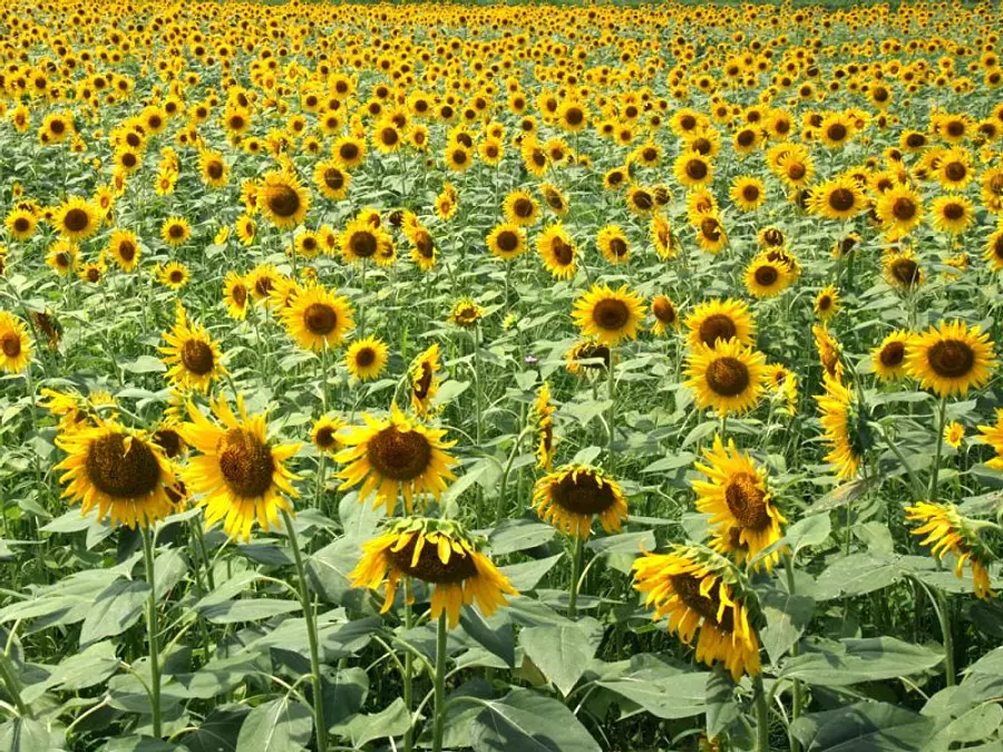 Kazushi Totome no Sato's sunflowers