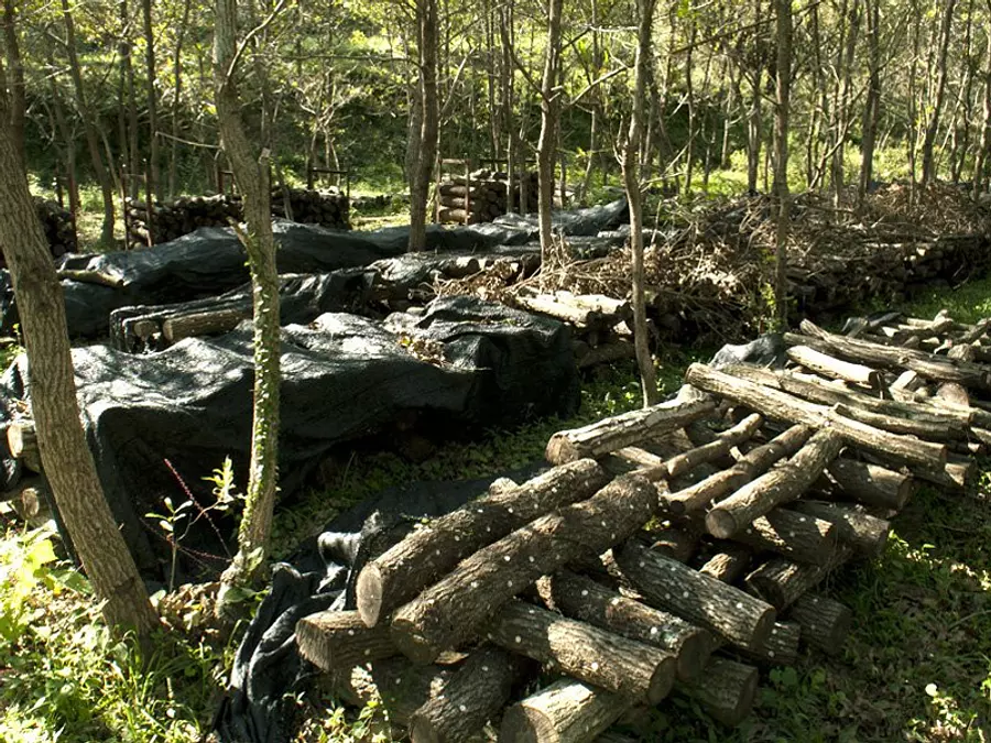 キノコランド_３