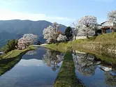 Sakura de Santaki