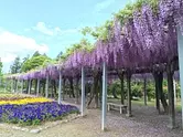 野原農村公園的紫藤
