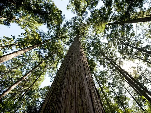 尾鹫Hinoki (1)