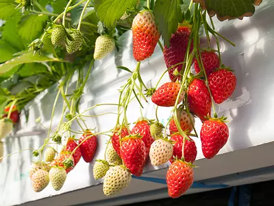 いちご屋くろべえ①