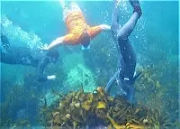 和海女一起潛水吧!