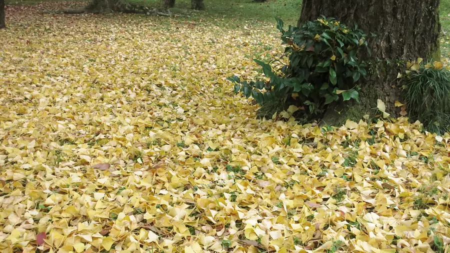 alfombra de hojas de ginkgo