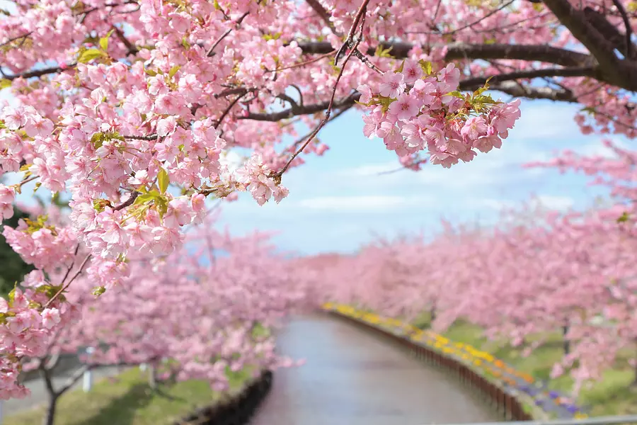河津桜のアーチ