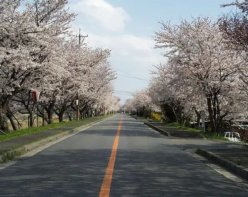 木曽岬町さくらまつり