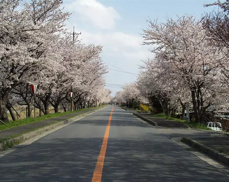 Festival de los cerezos en flor ciudad de Kisosaki