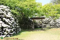 こころ庵に咲くシャクナゲ（2018年4月13日 撮影）