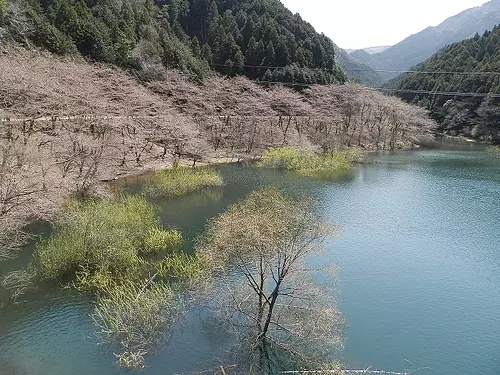 錫杖湖の桜　【花】