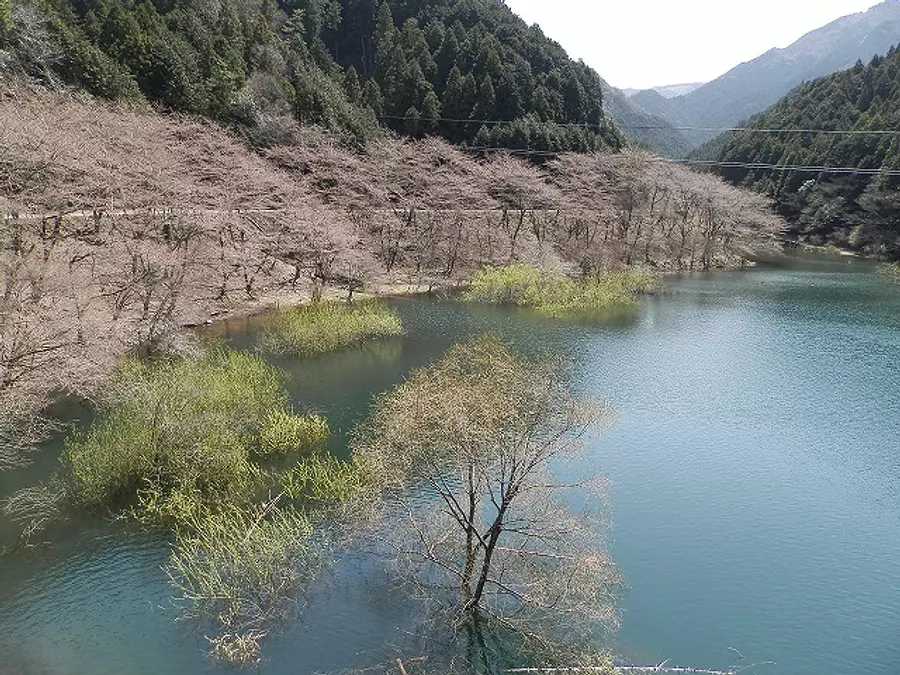 錫杖湖の桜　【花】