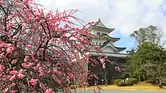 Plum blossoms in Ueno Park