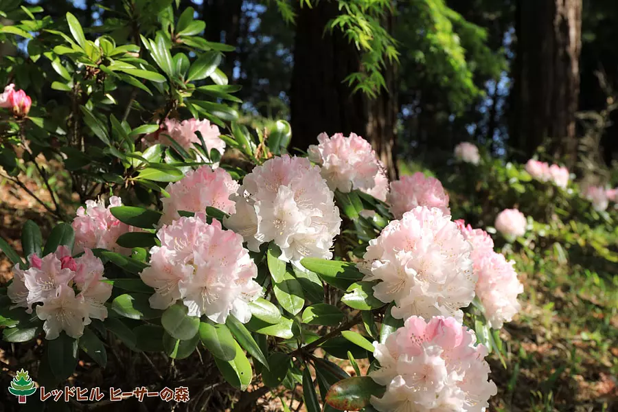 Rhododendron (prise le 13 avril 2018)