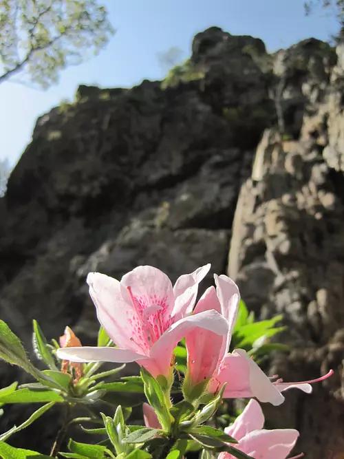 Jardín de arce luciérnaga