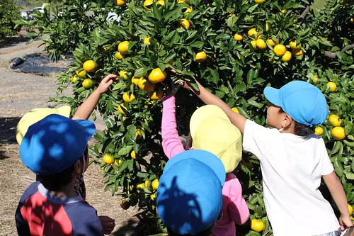 Cueillette d&#39;oranges de la ferme pilote de Kanayama