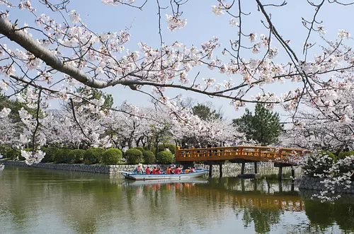 九華公園 さくらまつり