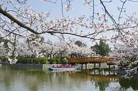 KyukaPark Sakura Festival