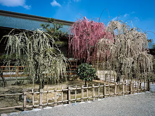 結城神社・枝垂れ梅①