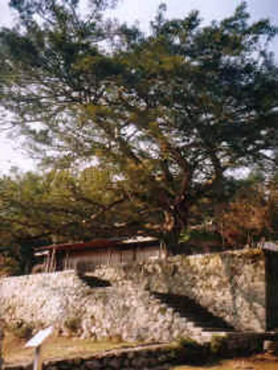 Giant Kaya tree in Yunotani