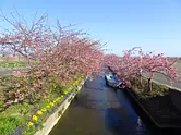 笠松河津桜ロードの河津桜