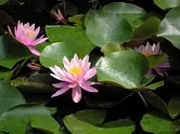 Water lily at KongoshojiTemple