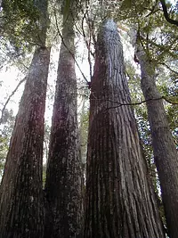 Large cedar at Asuka Shrine