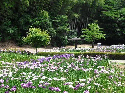 가메야마 공원 쇼부원의 꽃 쇼부 축제