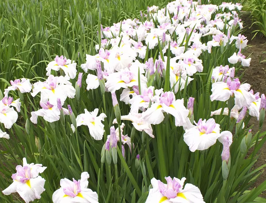 亀山公園しょうぶ園の花しょうぶまつり