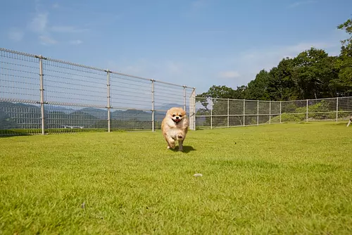 【愛護動物周】 鹿惠的代表渡邊智惠子女士的演講會