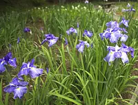 Festival de l'iris au parc Kameyama Jardin des iris