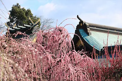 結城神社のしだれ梅を取材してきました！
