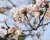 Cherry blossoms at KyukaPark