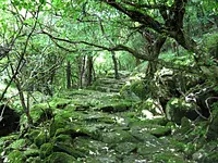 森林セラピー「大洞石畳コース」