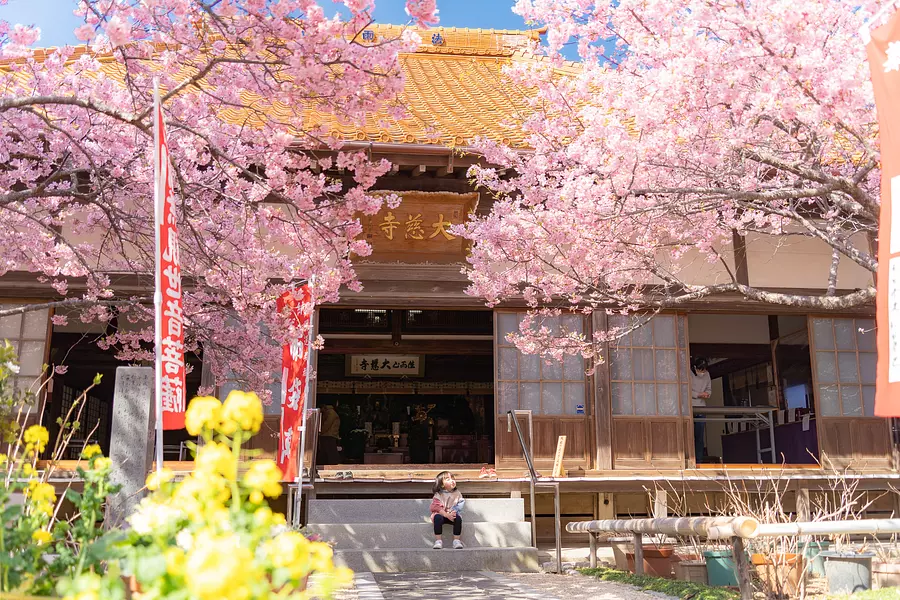 春を先取り！早春の陽ざしに映えるてんれい桜（河津桜）が美しい