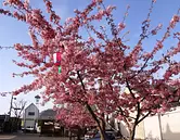 Fleurs de cerisier Kawazu dans la rue commerçante Kuwana Teramachi Dori