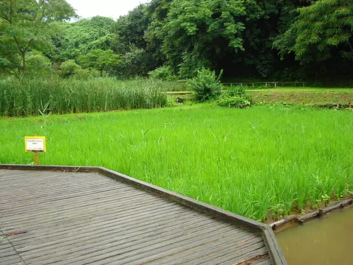 Campo de arroz en el parque