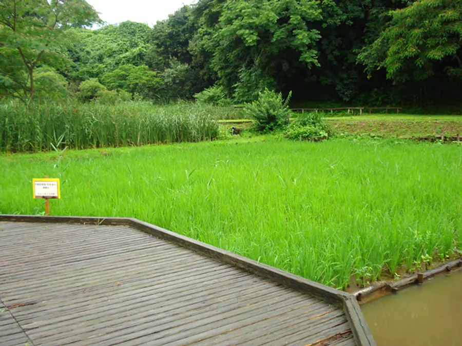 Rice field in the park
