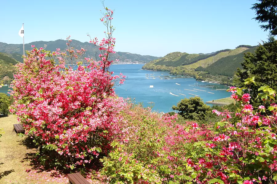 Pure Castle - Let&#39;s look at Kata Bay and see azaleas! ! ～