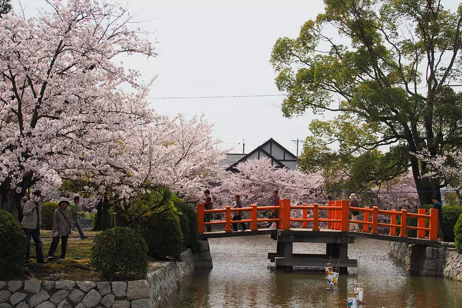 Festival de Sakura Parque Kyuka