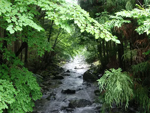 Forest therapy “Hirakura course”