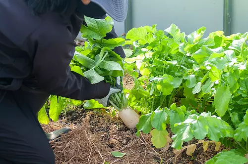 自分で収穫した野菜を使った、特製イタリアンランチ