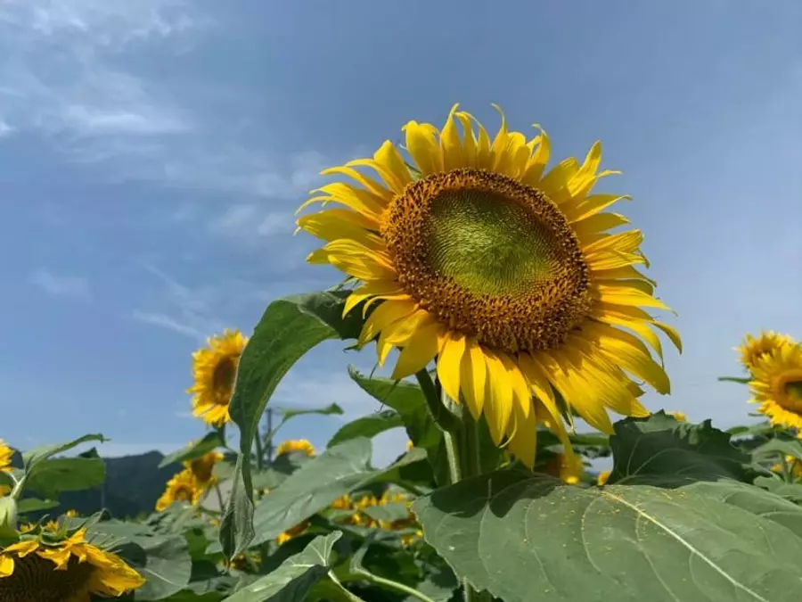 Sunflowers in OdaiTown